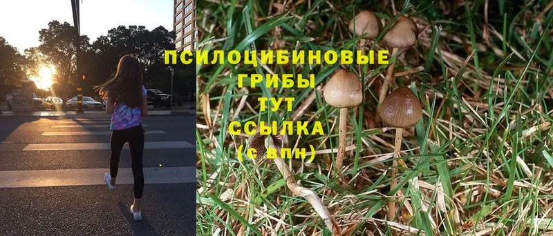 Галлюциногенные грибы MAGIC MUSHROOMS  Мураши 